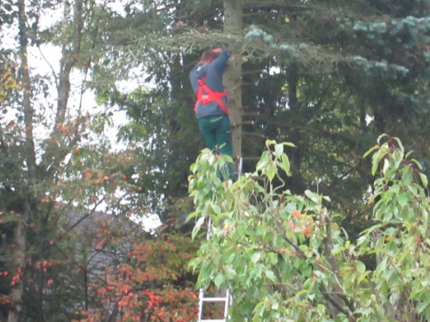 Vorbereitung einer Baumfällung mittels Klettertechnik